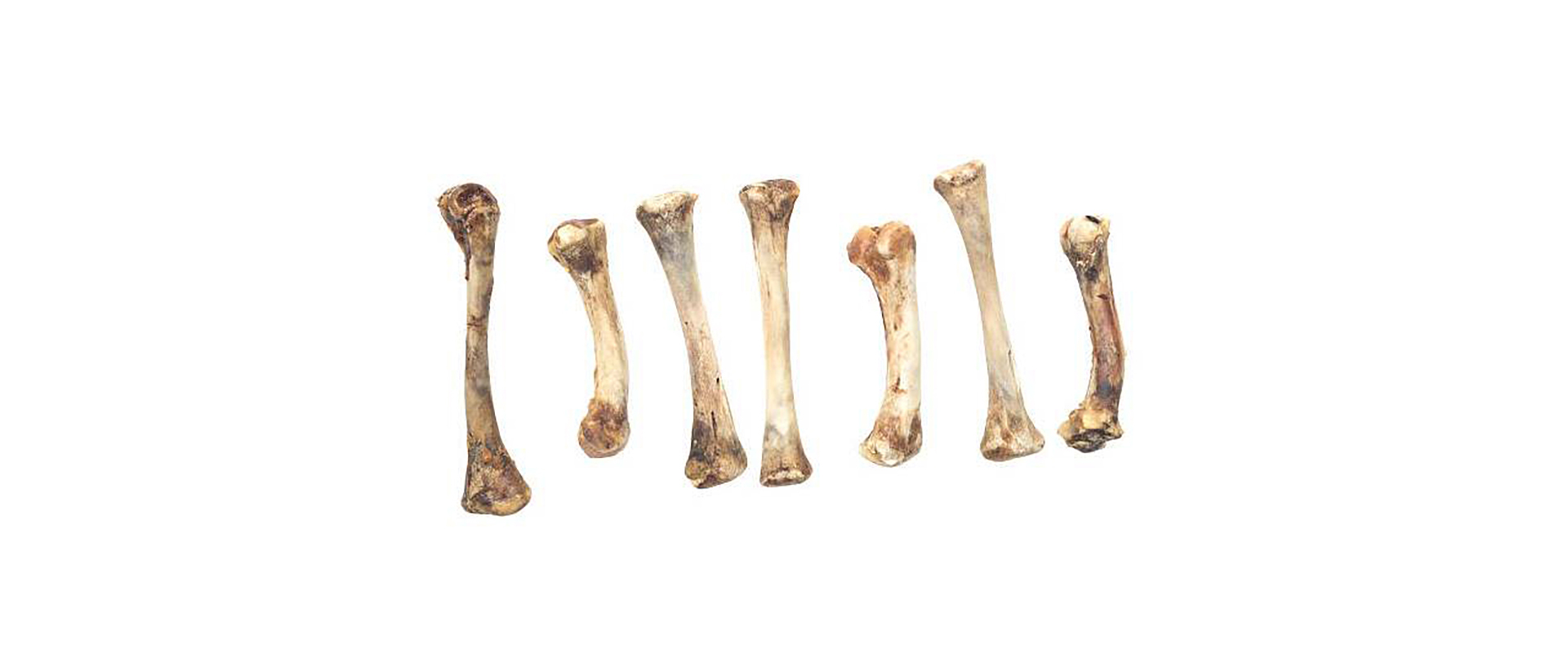 bone-DNA-1.jpg