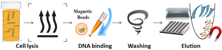 Workflow of cfDNA Purification Kit