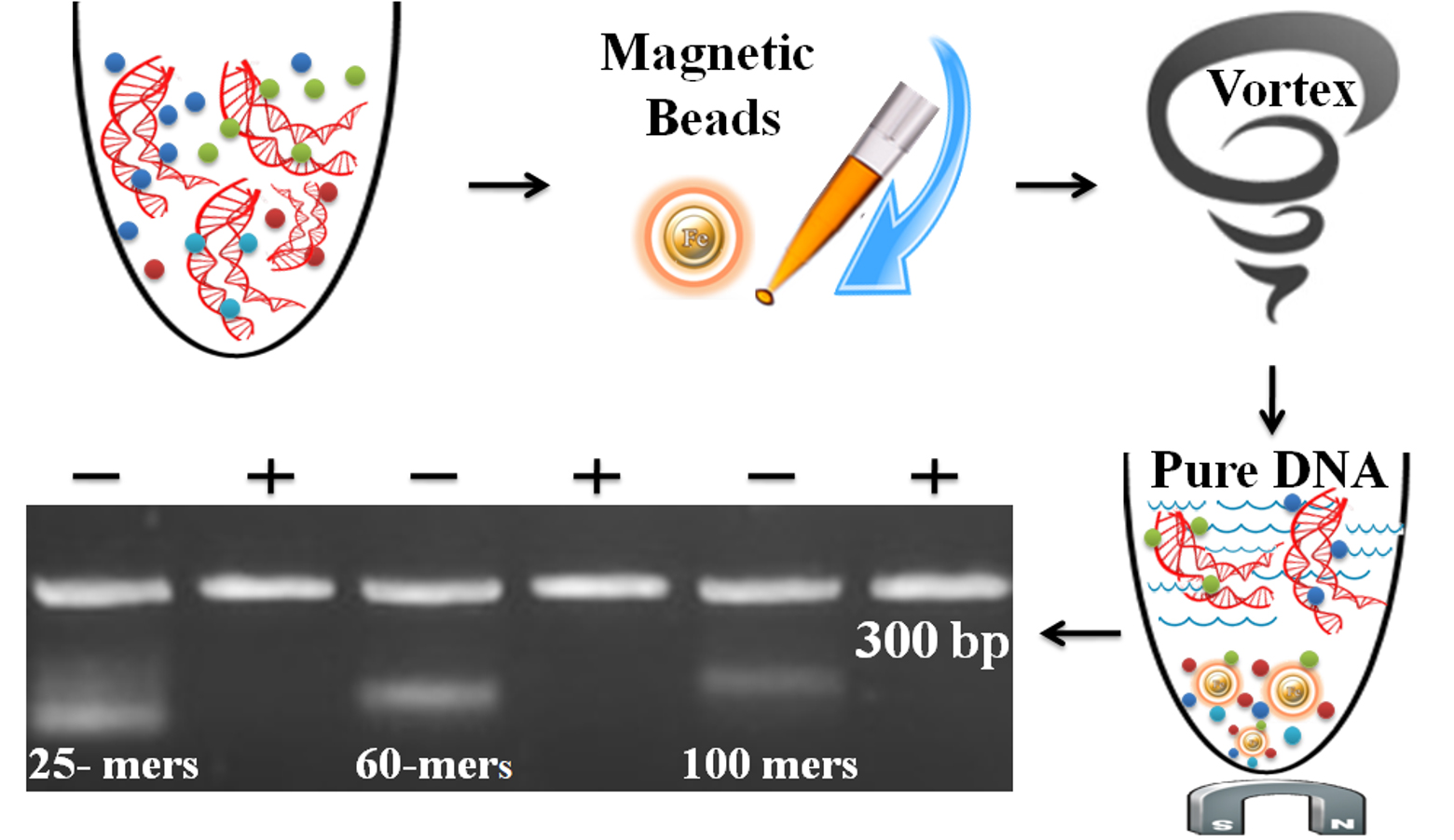 OneStep DNA Fluorescent Labeling Cleanup Kit Quick & Efficient