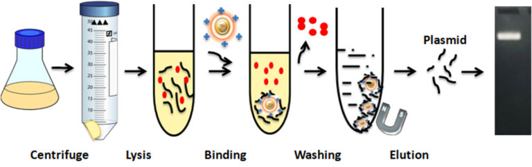 Principle and workflow of midiprep plasmid purification