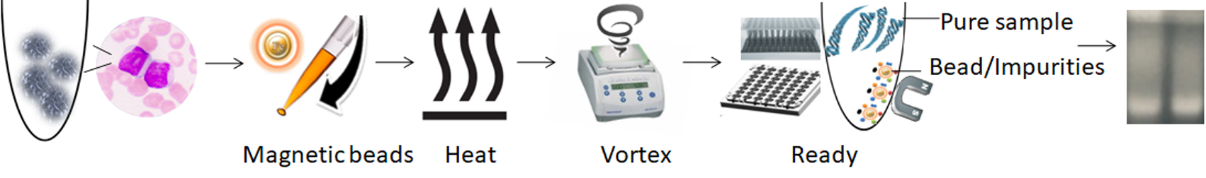 Principle and Workflow of mammalian cell DNA purification