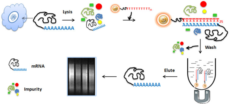 Workflow for quick mRNA purification