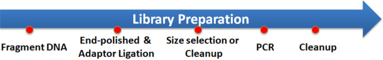 Workflow of Library Preparation
