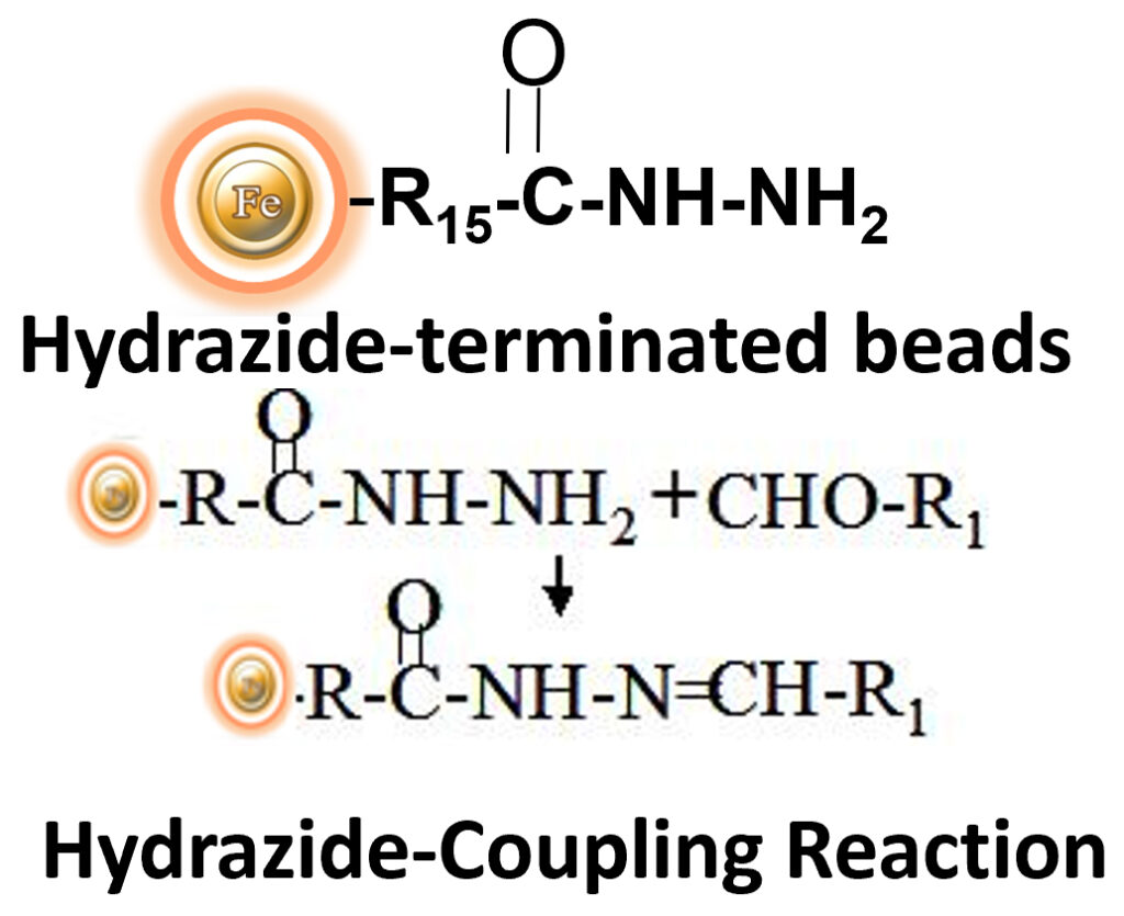 Hydrazide coupling reaction