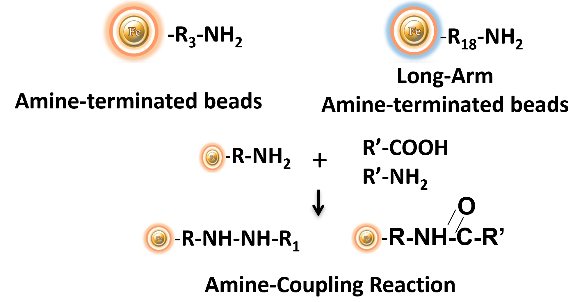 Amine beads coupling reaction
