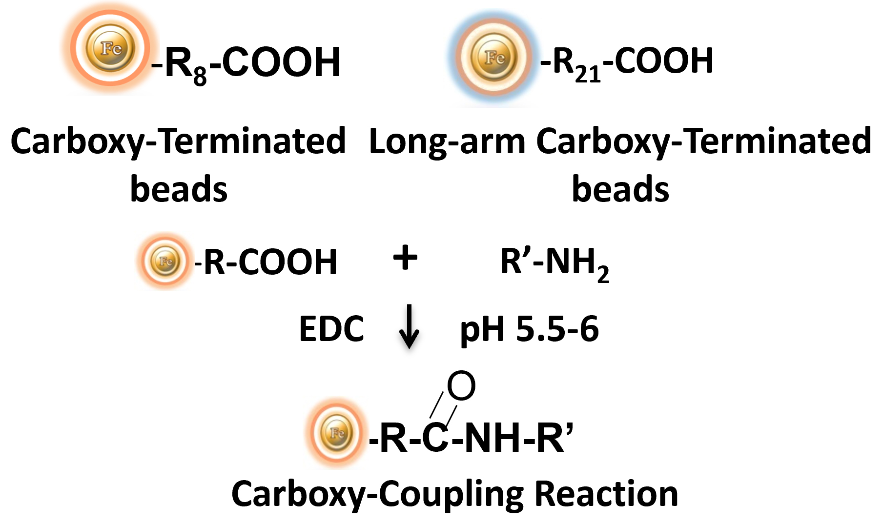 Immobilization of protein with Carboxyl beads