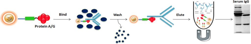 Antibody purification protocol using Protein A/G