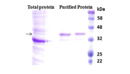 Using BcMag™ Low expression His-tagged protein purification kit to purify low expressed protein at high purity.