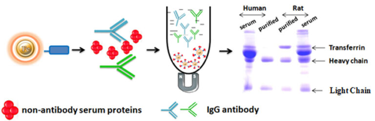 Workflow of one-minute antibody purification
