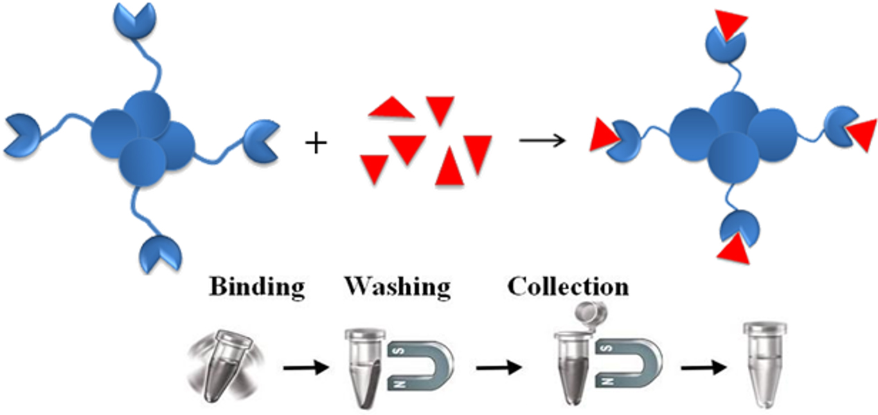 Streptavidin Bead Efficient Tool for Molecular Analysis