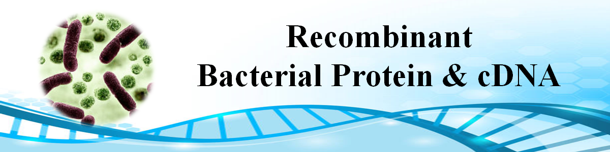 Recombinant-bacterial-Protein-and-cDNA