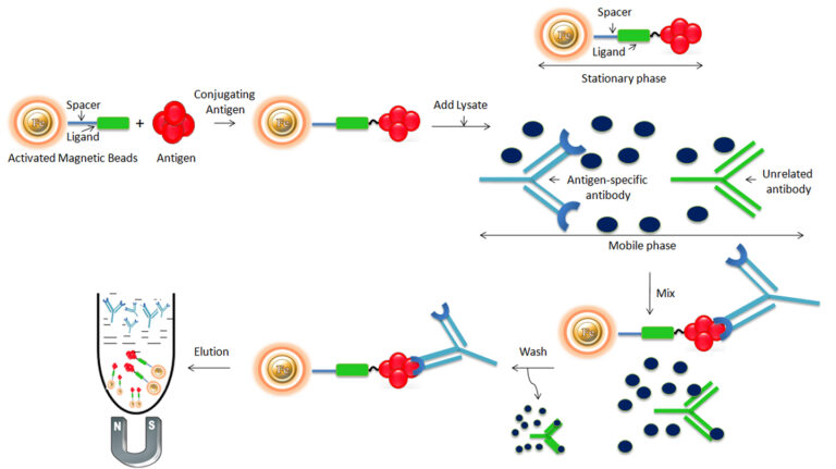 Workflow for antigen-specific antibody purification