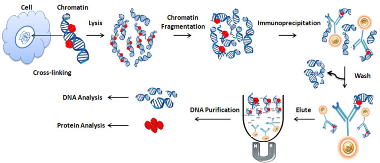 Chromatin Immunoprecipitation workflow