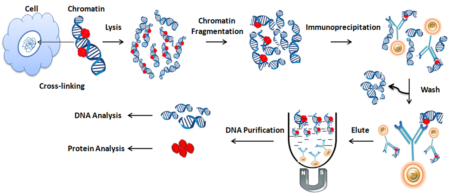 Chromatin Immunoprecipitation: An Overview