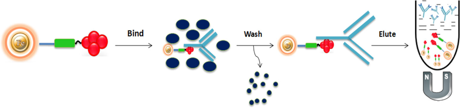 Immunoaffinity Chromatography A Versatile Method