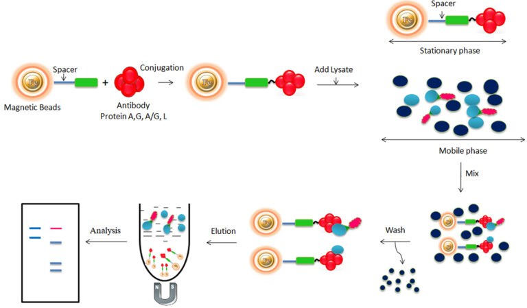 Workflow of protein A, G, A/G, and L antibody purification