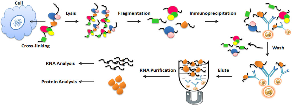 Unravel the Secrets of Gene Expression with RNA Immunoprecipitation (RIP)!