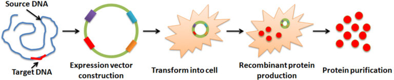 Workflow for recombinant protein production