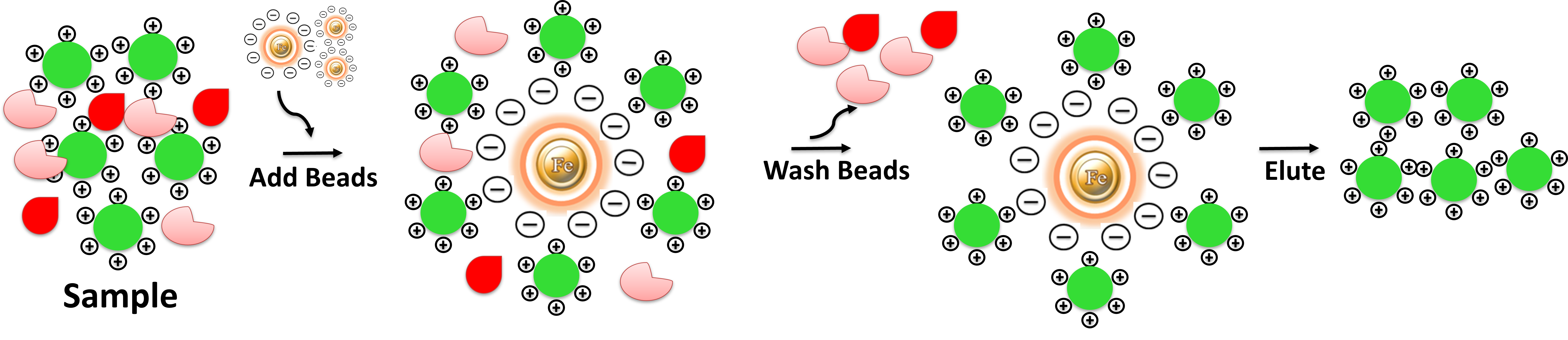 workflow of Ion Exchange Beads