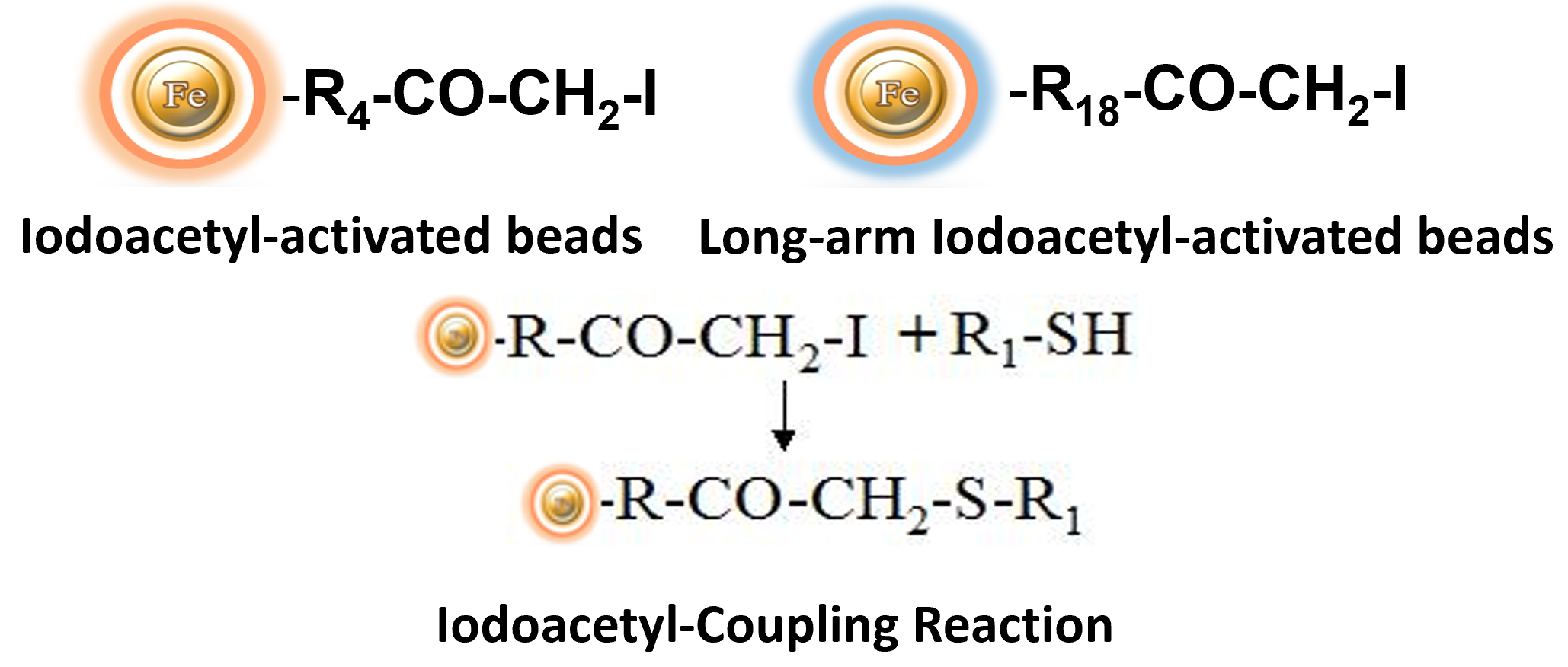 Iodoacetyl-sulfhydryl group coupling reaction