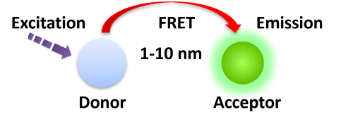 Förster resonance energy transfer (FRET)