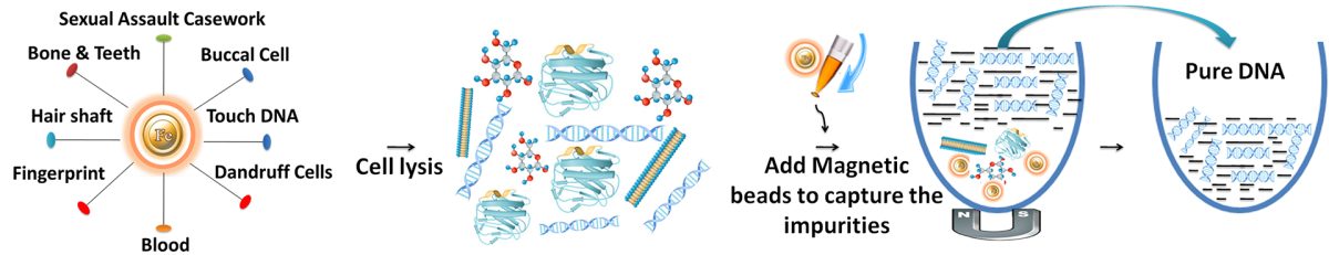 Forensic-DNA-Purification-Workflow