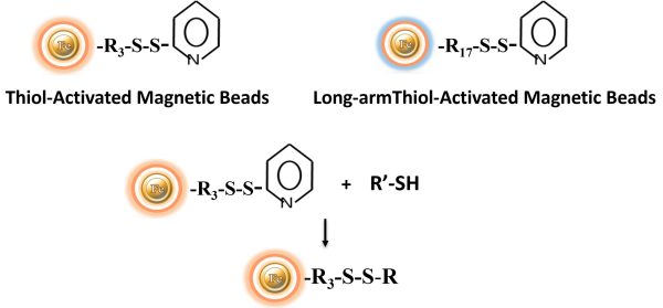 Immobilization of Thiol activated magnetic beads