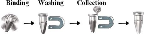 Workflow of magnetic beads for affinity purification