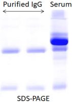 Antibody purification by BcMag™ One-minute antibody purification Kit