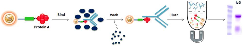 Antibody purification protocol using Protein A