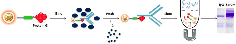 Antibody purification protocol using Protein G