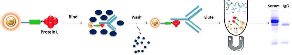 Antibody purification protocol using Protein L
