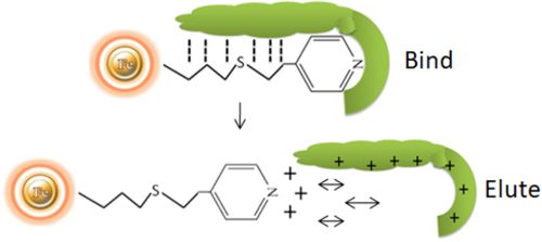 Principle of Hydrophobic charge-induction chromatography (HCIC)