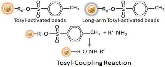Tosy activated beads coupling reaction