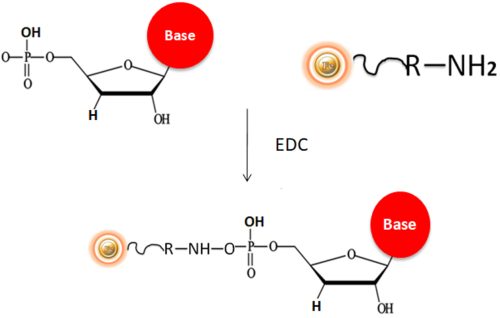 Quick immobilization of DNA/RNA to magnetic beads