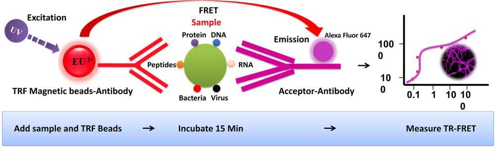 Workflow of TR-FRET Magnetic Beads Assay