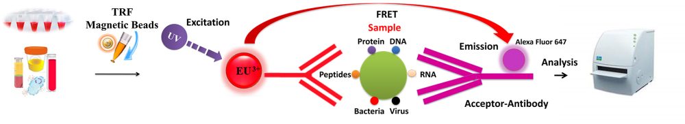 Workflow of TR-FRET Magnetic Beads Assay