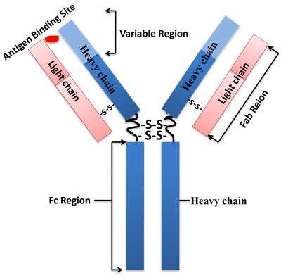 Antibody structure