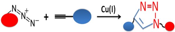 Azide / Alkyne Click Reaction