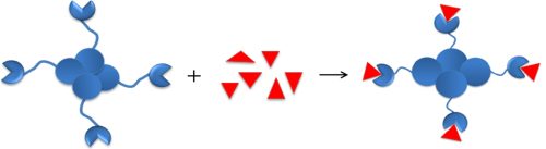 Interaction between biotin and biotin-binding protein