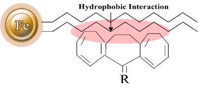 Hydrophobic interaction