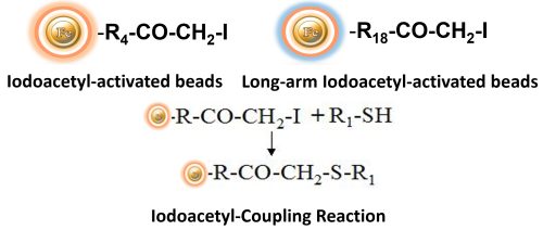 Iodoacetyl-sulfhydryl group coupling reaction