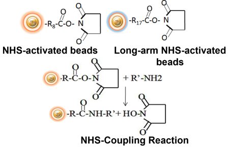 NHS-activated support coupling reaction